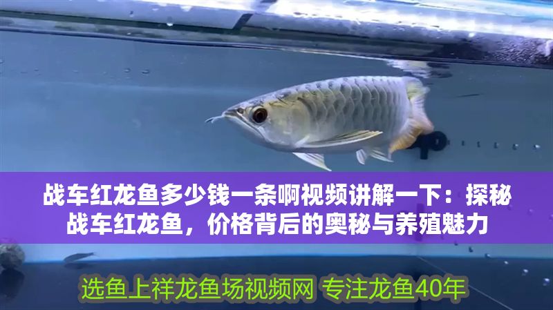 戰車紅龍魚多少錢一條啊視頻講解一下：探秘戰車紅龍魚，價格背后的奧秘與養殖魅力