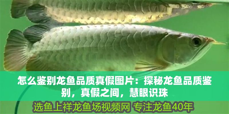 怎么鑒別龍魚品質(zhì)真假圖片：探秘龍魚品質(zhì)鑒別，真假之間，慧眼識珠