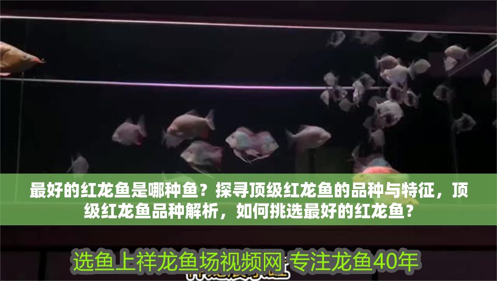 最好的紅龍魚是哪種魚？探尋頂級紅龍魚的品種與特征，頂級紅龍魚品種解析，如何挑選最好的紅龍魚？