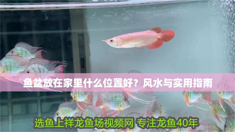 魚盆放在家里什么位置好？風水與實用指南