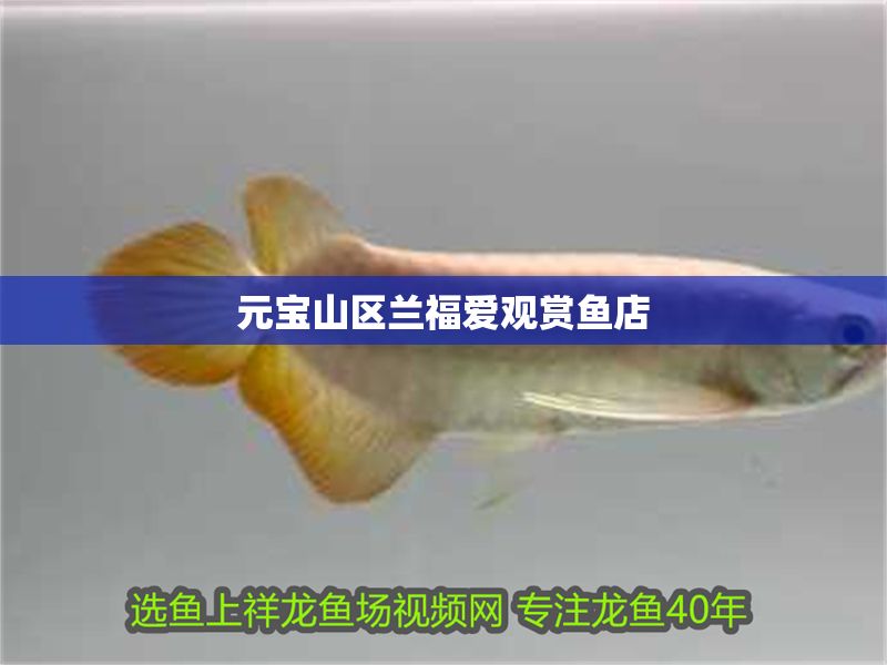 元寶山區(qū)蘭福愛觀賞魚店