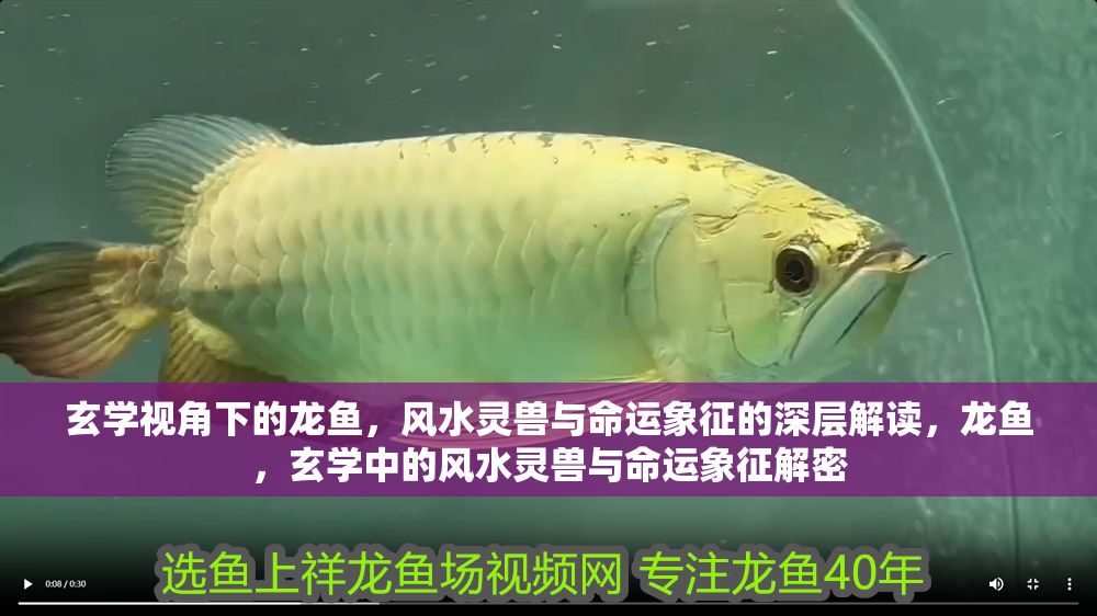 玄學視角下的龍魚，風水靈獸與命運象征的深層解讀，龍魚，玄學中的風水靈獸與命運象征解密