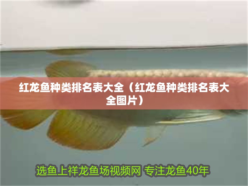 紅龍魚種類排名表大全（紅龍魚種類排名表大全圖片）