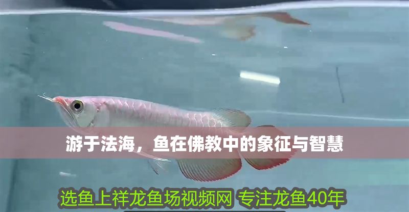 游于法海，魚在佛教中的象征與智慧