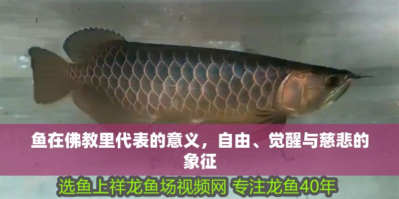 魚在佛教里代表的意義，自由、覺醒與慈悲的象征