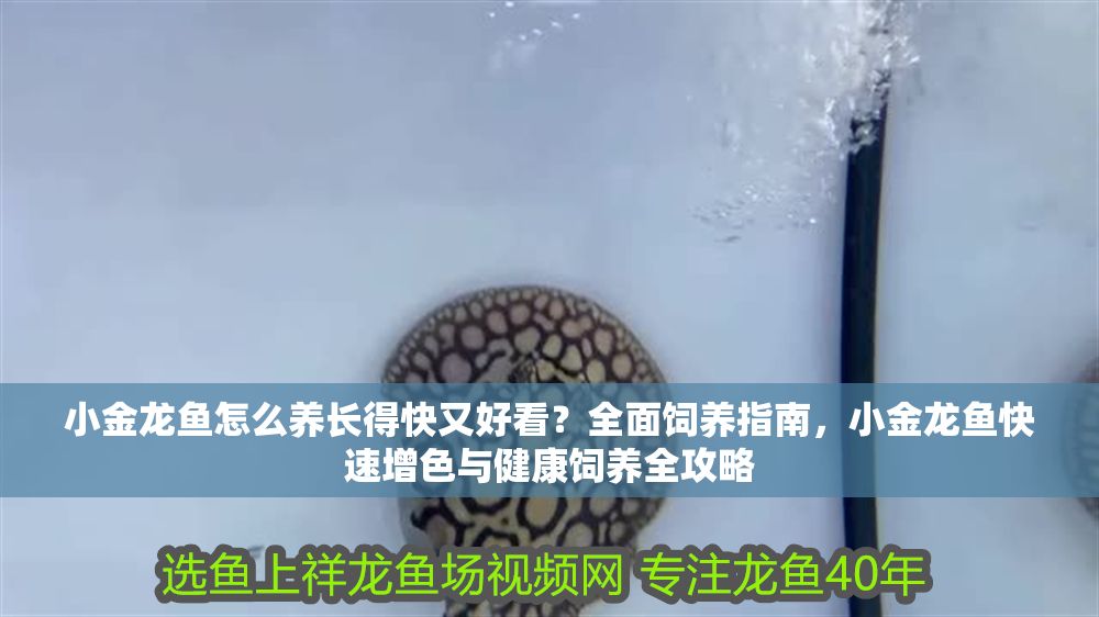 小金龍魚怎么養長得快又好看？全面飼養指南，小金龍魚快速增色與健康飼養全攻略