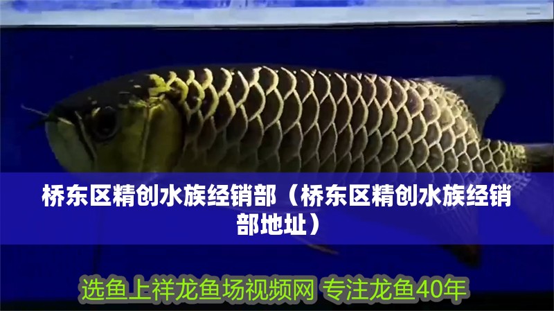 橋東區(qū)精創(chuàng)水族經(jīng)銷部（橋東區(qū)精創(chuàng)水族經(jīng)銷部地址）