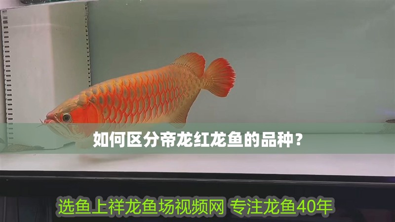 如何區(qū)分帝龍紅龍魚的品種？