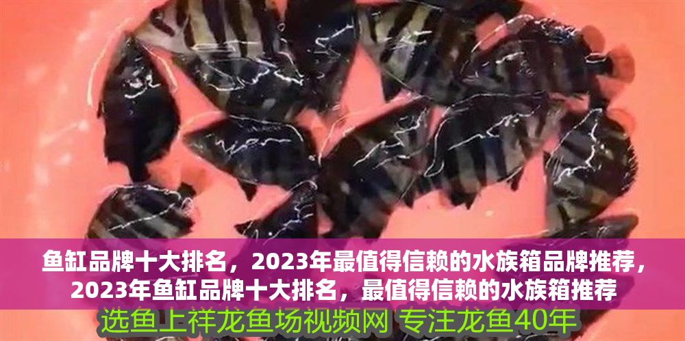 魚缸品牌十大排名，2023年最值得信賴的水族箱品牌推薦，2023年魚缸品牌十大排名，最值得信賴的水族箱推薦