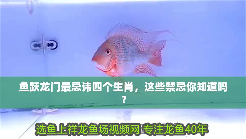 魚躍龍門最忌諱四個生肖，這些禁忌你知道嗎？