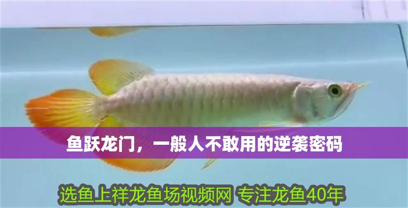 魚躍龍門，一般人不敢用的逆襲密碼