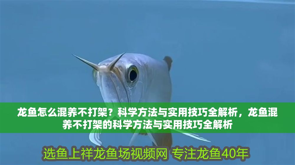 龍魚怎么混養不打架？科學方法與實用技巧全解析，龍魚混養不打架的科學方法與實用技巧全解析