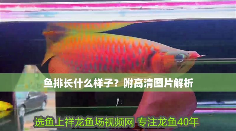 魚(yú)排長(zhǎng)什么樣子？附高清圖片解析