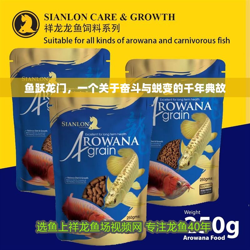 魚躍龍門，一個關于奮斗與蛻變的千年典故