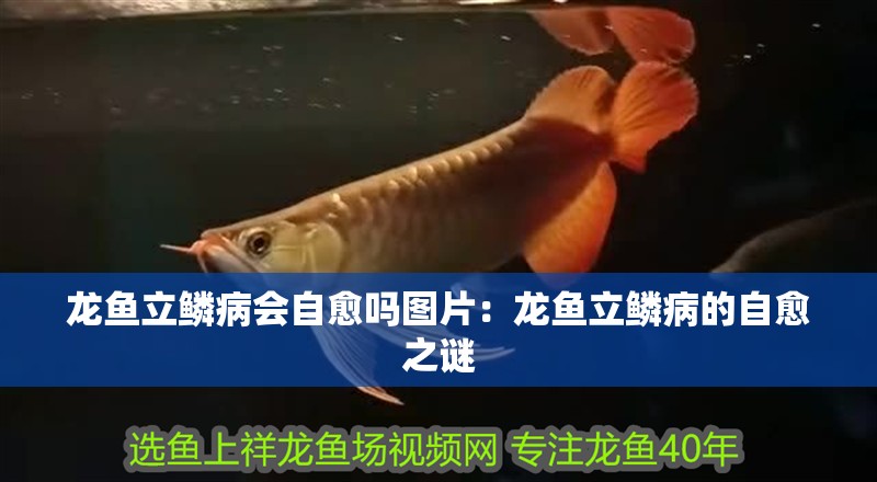 龍魚立鱗病會自愈嗎圖片：龍魚立鱗病的自愈之謎