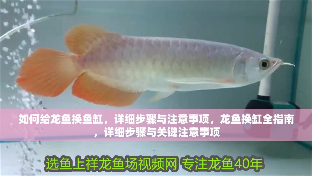 如何給龍魚換魚缸，詳細步驟與注意事項，龍魚換缸全指南，詳細步驟與關鍵注意事項