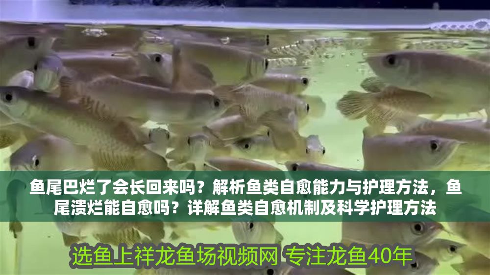 魚尾巴爛了會長回來嗎？解析魚類自愈能力與護理方法，魚尾潰爛能自愈嗎？詳解魚類自愈機制及科學護理方法