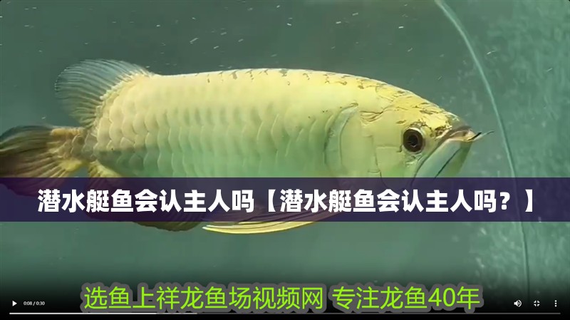 潛水艇魚會認主人嗎【潛水艇魚會認主人嗎？】