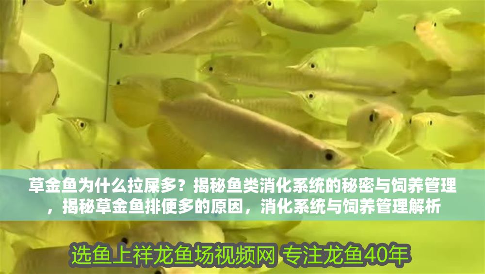 草金魚為什么拉屎多？揭秘魚類消化系統(tǒng)的秘密與飼養(yǎng)管理，揭秘草金魚排便多的原因，消化系統(tǒng)與飼養(yǎng)管理解析