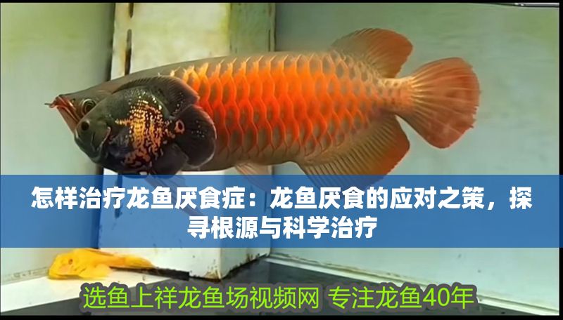 怎樣治療龍魚厭食癥：龍魚厭食的應對之策，探尋根源與科學治療