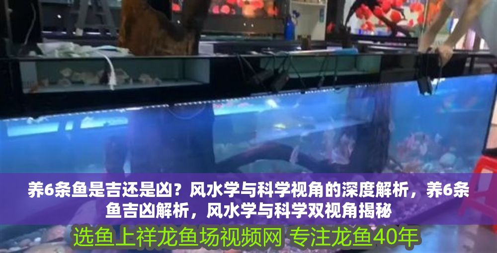 養(yǎng)6條魚(yú)是吉還是兇？風(fēng)水學(xué)與科學(xué)視角的深度解析，養(yǎng)6條魚(yú)吉兇解析，風(fēng)水學(xué)與科學(xué)雙視角揭秘