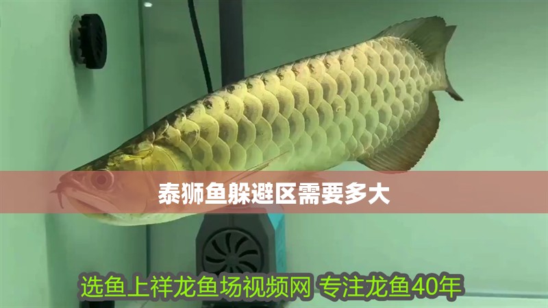 泰獅魚躲避區需要多大