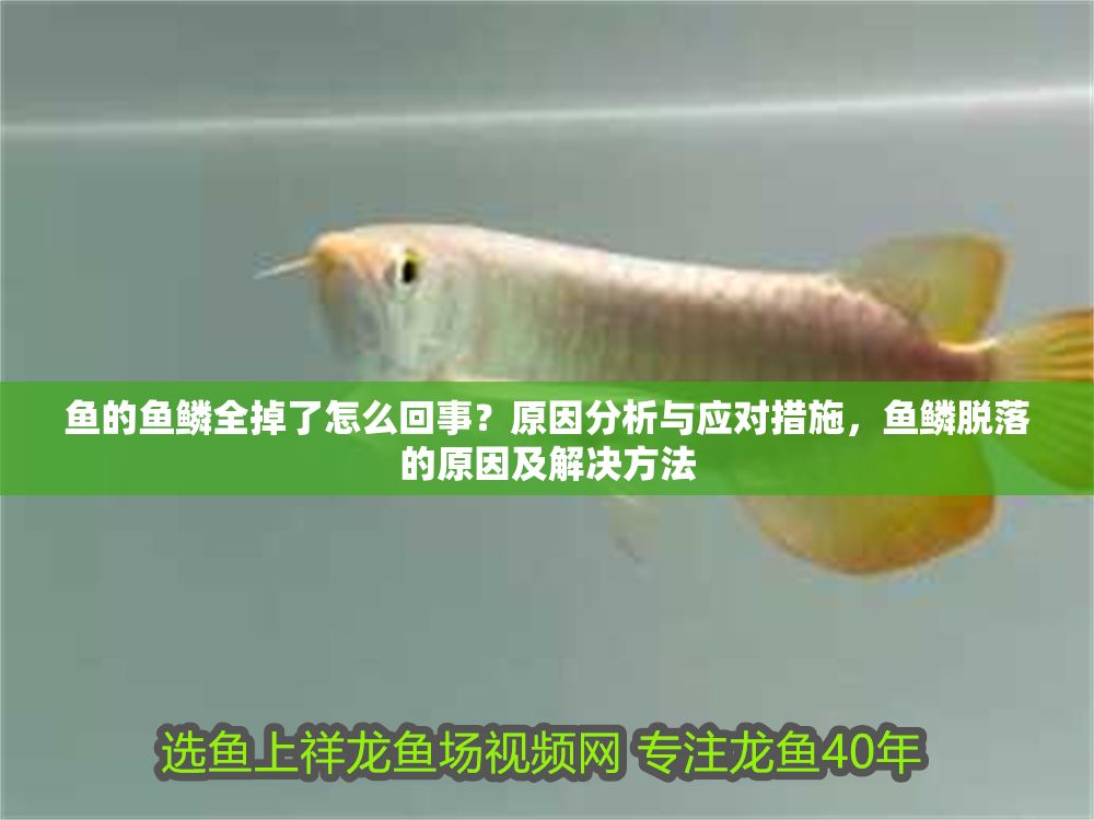魚的魚鱗全掉了怎么回事？原因分析與應對措施，魚鱗脫落的原因及解決方法