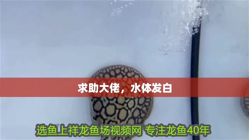 求助大佬，水體發(fā)白