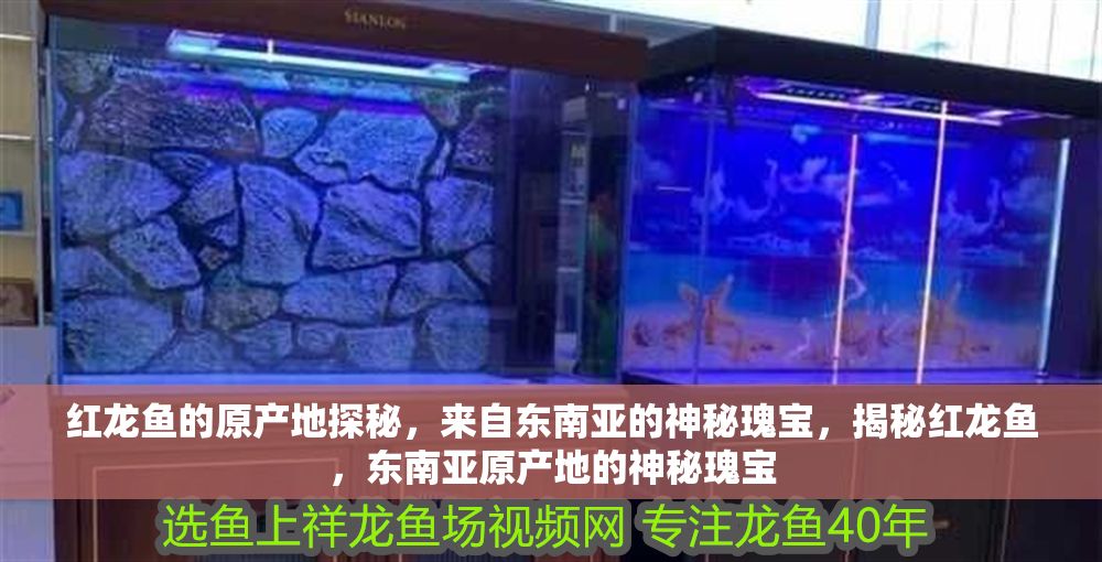 紅龍魚的原產(chǎn)地探秘，來自東南亞的神秘瑰寶，揭秘紅龍魚，東南亞原產(chǎn)地的神秘瑰寶