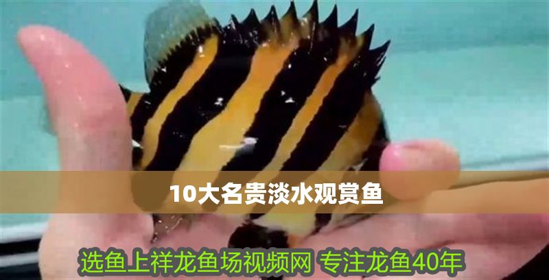 10大名貴淡水觀賞魚