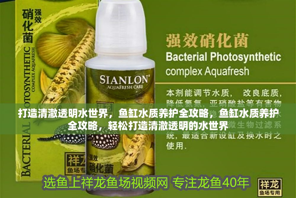 打造清澈透明水世界，魚缸水質養護全攻略，魚缸水質養護全攻略，輕松打造清澈透明的水世界
