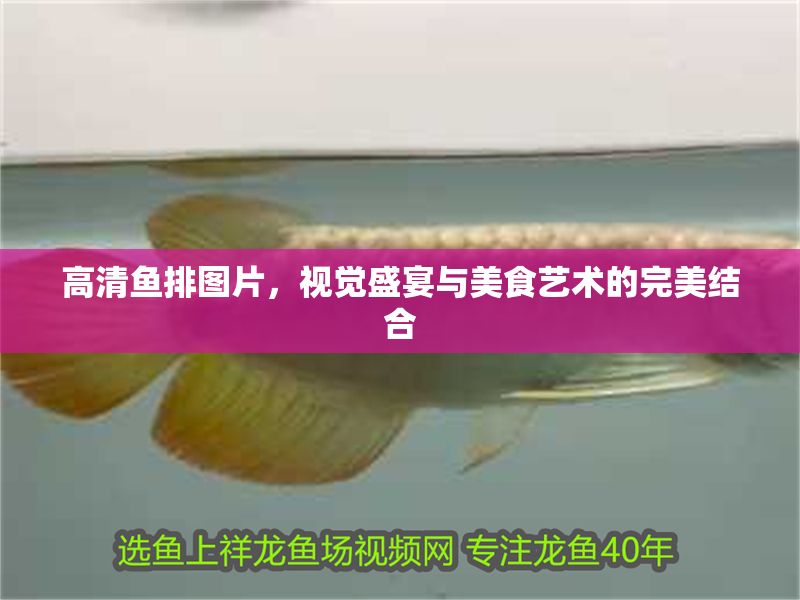 高清魚排圖片,視覺盛宴與美食藝術的完美結合 龍魚百科 第1張 高清魚排圖片,視覺盛宴與美食藝術的完美結合 高清魚排圖片,視覺盛宴與美食藝術的完美結合 龍魚百科 第1張