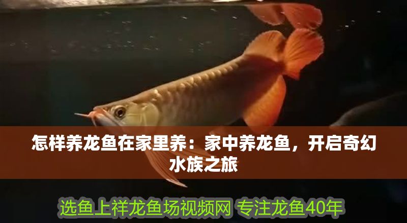 怎樣養(yǎng)龍魚在家里養(yǎng)：家中養(yǎng)龍魚，開啟奇幻水族之旅