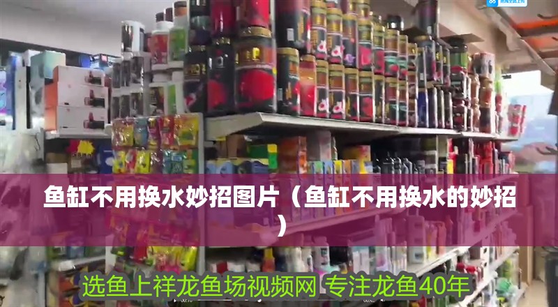 魚缸不用換水妙招圖片（魚缸不用換水的妙招）