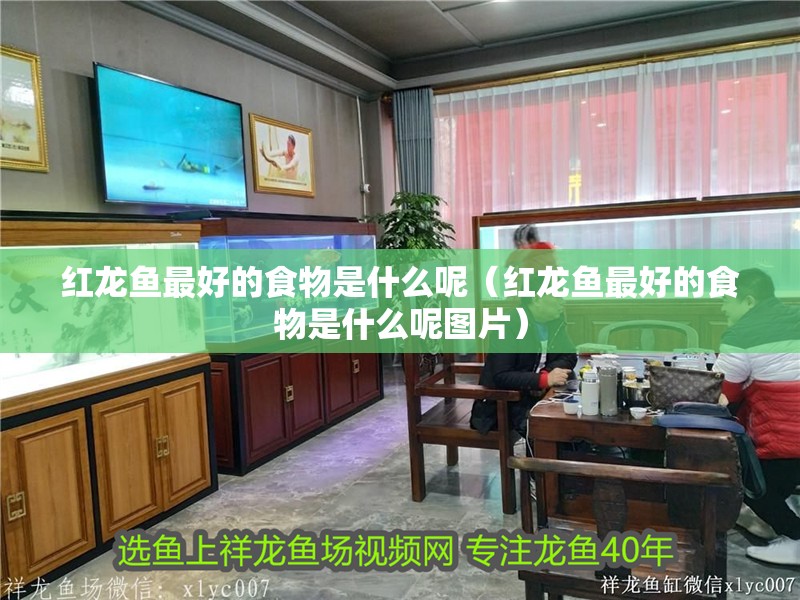 紅龍魚最好的食物是什么呢（紅龍魚最好的食物是什么呢圖片）