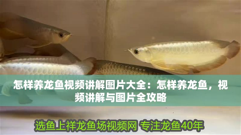 怎樣養龍魚視頻講解圖片大全：怎樣養龍魚，視頻講解與圖片全攻略