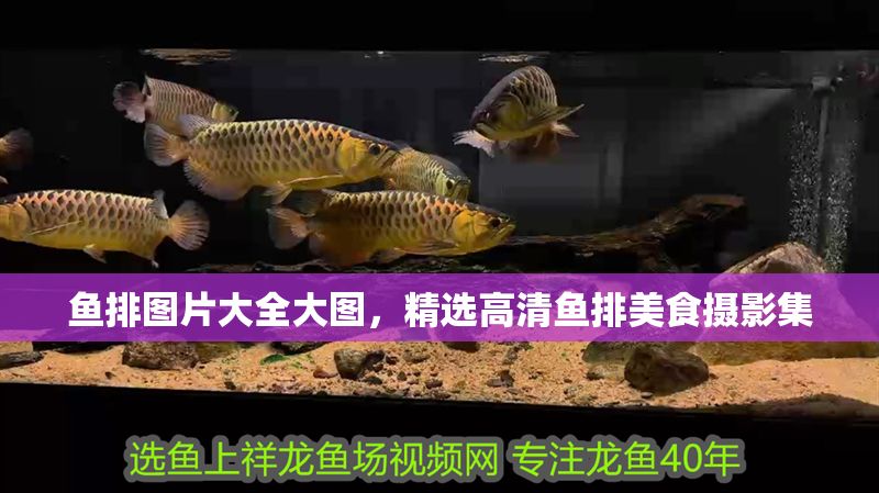魚排圖片大全大圖，精選高清魚排美食攝影集
