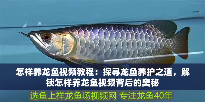 怎樣養龍魚視頻教程：探尋龍魚養護之道，解鎖怎樣養龍魚視頻背后的奧秘