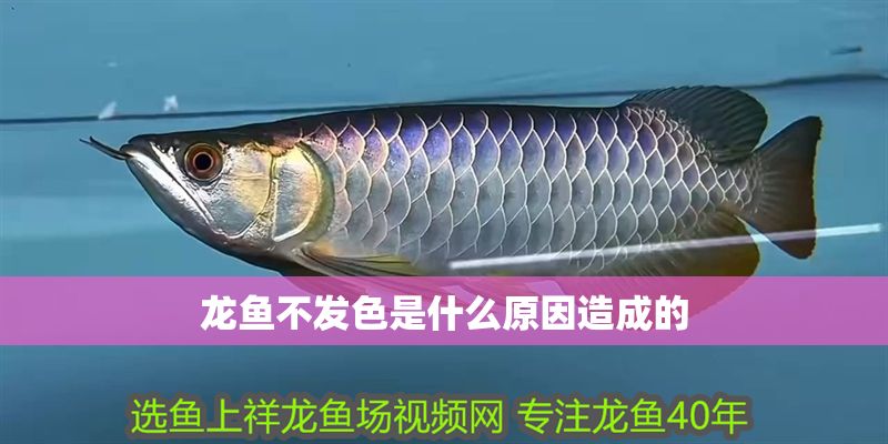 龍魚不發色是什么原因造成的