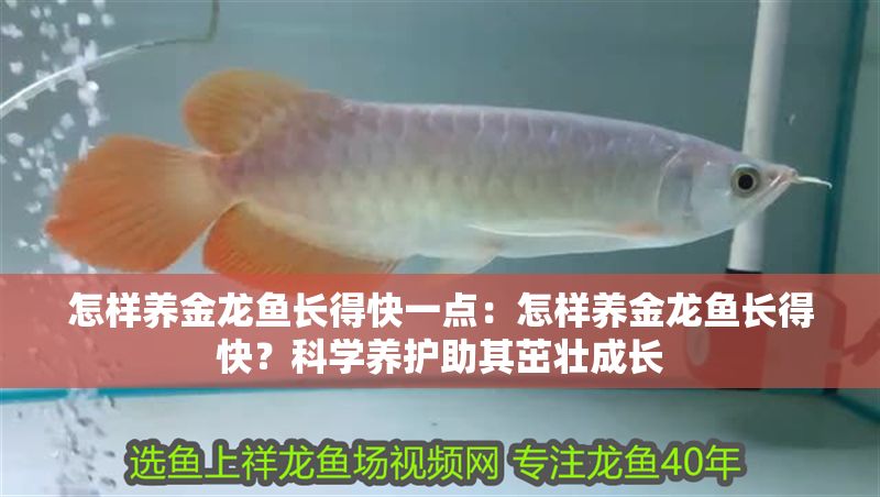 怎樣養金龍魚長得快一點：怎樣養金龍魚長得快？科學養護助其茁壯成長