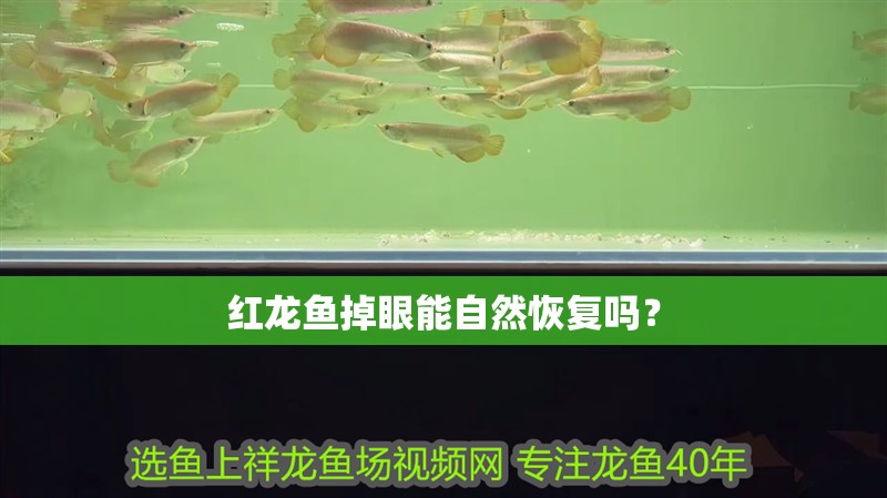 紅龍魚掉眼能自然恢復嗎？