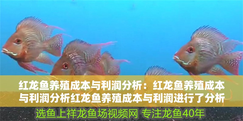 紅龍魚養殖成本與利潤分析：紅龍魚養殖成本與利潤分析紅龍魚養殖成本與利潤進行了分析