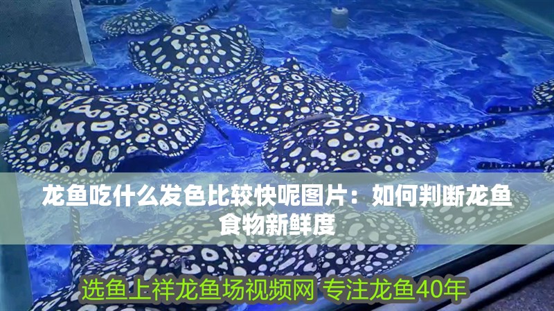 龍魚吃什么發(fā)色比較快呢圖片：如何判斷龍魚食物新鮮度