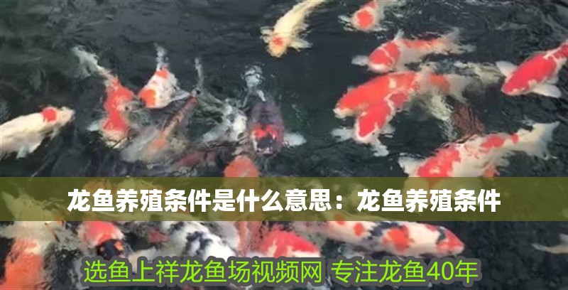 鸚鵡魚和銀龍魚混養怎樣喂食 龍魚養殖條件是什么意思:龍魚養殖條件 龍魚百科 龍魚養殖條件是什么意思:龍魚養殖條件 龍魚養殖條件是什么意思:龍魚養殖條件 龍魚百科