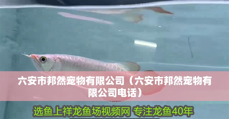 六安市邦然寵物有限公司（六安市邦然寵物有限公司電話）