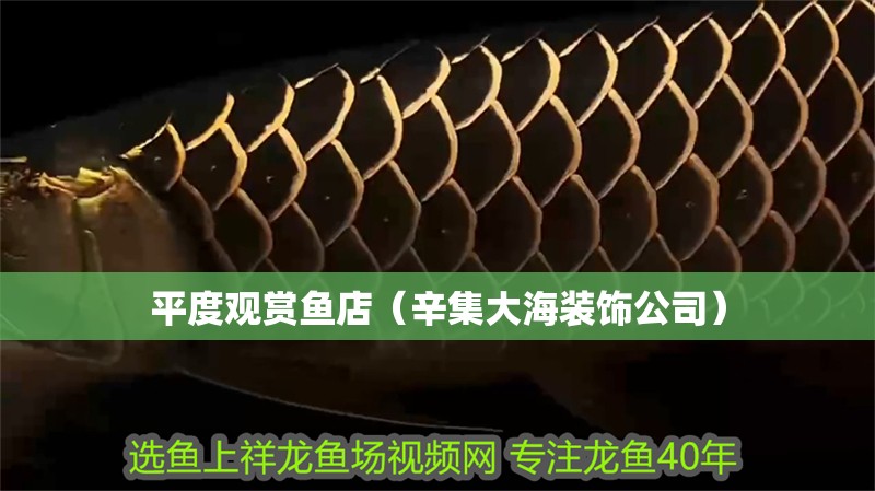 <strong><mark>平度</mark></strong>觀賞魚店（辛集大海裝飾公司）