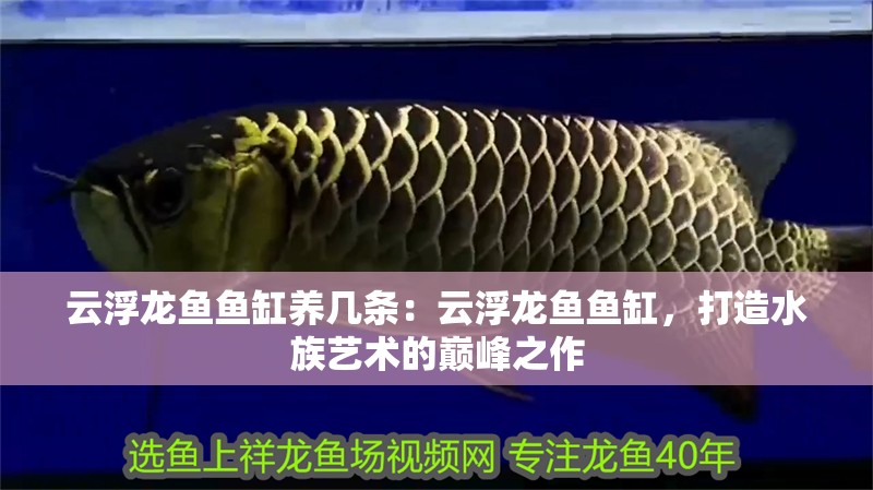 云浮龍魚魚缸養(yǎng)幾條：云浮龍魚魚缸，打造水族藝術(shù)的巔峰之作