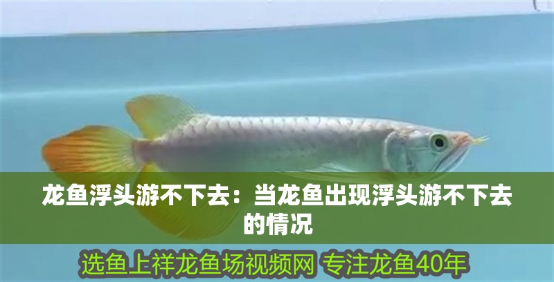 龍魚浮頭游不下去：當龍魚出現浮頭游不下去的情況