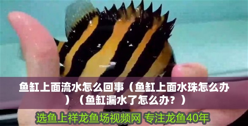 魚缸上面流水怎么回事（魚缸上面水珠怎么辦）（魚缸漏水了怎么辦？）