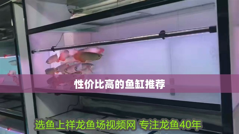 性價比高的魚缸推薦